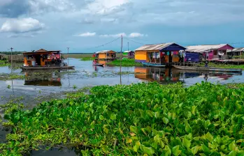 Ante esta situación, los habitantes de Nueva Venecia hacen un llamado urgente a las autoridades ambientales y al Gobierno Nacional para implementar planes de control que frenen la propagación de la planta y protejan tanto el ecosistema como la vida de quienes lo habitan. Foto: AFP
