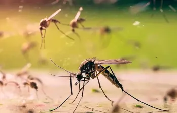 El Aedes aegypti es responsable de la transmisión de enfermedades como el dengue, zika y fiebre amarilla; ahora se estudia como portador de virus que podrían bloquear esas infecciones. FOTO cortesía