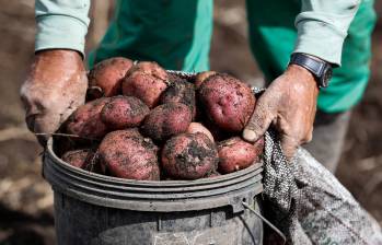 En Colombia, hay más de 141.465 hectáreas sembradas con papa, con una producción anual aproximada de 3.123.570 toneladas y una participación cercana al 1,4% del valor agregado por el sector agropecuario a la economía. Foto: Manuel Saldarriaga 