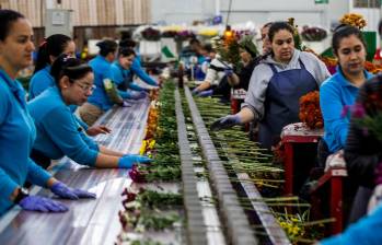 El sector floricultor genera más de 200.000 empleos formales, entre directos e indirectos. FOTO Julio César Herrera