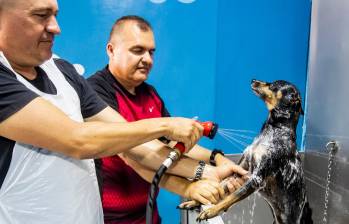 Porque tus mascotas merecen lo mejor en cuidado e higiene, la máquinas tienen su procedimiento de desinfección al terminar la jornada. FOTO: Jaime Pérez