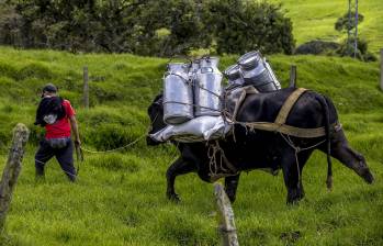 La cadena láctea es de gran importancia a nivel económico, produce al año 7.500 millones de litros de leche, lo que representa el 12% del PIB del sector agropecuario. Foto: Juan Antonio Sánchez 