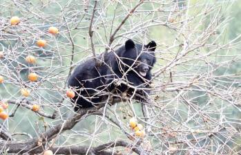 El número de osos negros asiáticos ha aumentado hasta alcanzar los 42.000 ejemplares solo en la isla principal de Honshu. Foto: AFP
