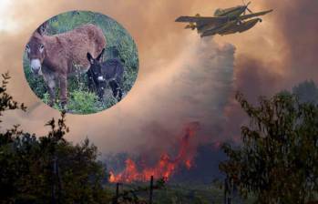 La organización Tivissa Donkeys Firefighters rescata burros abandonados y los utiliza para eliminar vegetación seca en las montañas de Cataluña, una estrategia natural que ayuda a reducir el riesgo de incendios forestales. FOTO: AFP, Instagram @Tivissa Donkeys Firefighters.