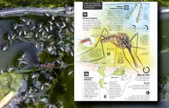 Cuidado: los mosquitos están al acecho y El Niño podría empeorar el panorama en Antioquia