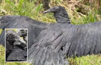 El gallinazo extiende sus alas tras dos meses de recuperación luego de los cuales pudo volver a volar en libertad. FOTO: imagen tomada de redes.