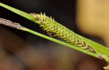 Primer plano de las partes reproductivas (inflorescencias conocidas como espigas) de la especie recién descrita, Carex quixotiana. FOTO Europa Press / Modesto Luceño