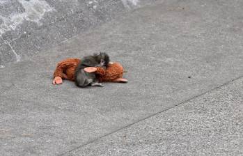 Punch, cría de macaco japonés, abraza su peluche en un zoológico de Ichikawa tras ser abandonado al nacer. FOTO: David Mareuil / Anadolu vía AFP.