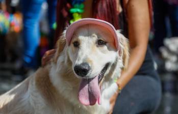 El objetivo del censo es tener información completa sobre los animales que conforman las familias en la ciudad y saber el número y situación de las razas clasificadas como de cuidado especial. FOTO: MANUEL SALDARRIAGA