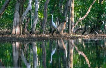 Estos ecosistemas costeros actúan como barreras naturales contra huracanes y tsunamis, protegiendo las comunidades costeras. Además, son sumideros de carbono, contribuyendo a mitigar el cambio climático. Foto: Juan Antonio Sánchez