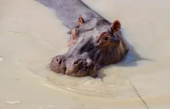 La presencia de los hipopótamos pone en riesgo a otras especies nativas del Magdalena Medio, como los manatíes. FOTO: JUAN ANTONIO SÁNCHEZ.