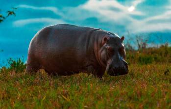 Los hipopótamos fueron introducidos por el narcotraficante Pablo Escobar en 1981. En estos años pasaron de ser 5 a 168 espécimenes. MinAmbiente aseguró que para 2035 podrían ser 1.000. FOTO juan antonio sánchez