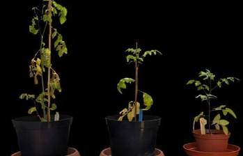 Plantas de tomate genéticamente idénticas cultivadas en tres entornos diferentes. La condición de control representa un suelo bueno y sin hacinamiento (que representa el momento en que los seres humanos cultivaron las plantas y las alimentaron y regaron). Foto: cortesía Anne Romero 