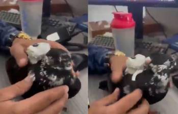 La paloma fue encontrada con un arnés y un bolso en el que transportaba cables para cargadores de celulares. Captura de video.