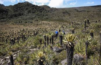 Páramo del Sol en el municipio de Urrao es uno de los ecosistemas más importantes del departamento. FOTO: Manuel Saldarriaga