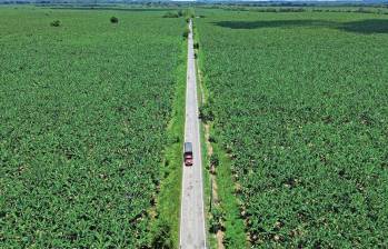Para el cultivo de banano en Urabá están dispuestas unas 32.000 hectáreas, las cuales generan 100% de empleo formal. Foto: EL COLOMBIANO