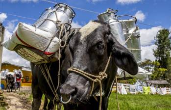 La cartera agropecuaria hizo un llamado a los posibles compradores y procesadores que cumplan con los requisitos establecidos a inscribirse en la Bolsa Mercantil de Colombia hasta el próximo 8 de noviembre de 2024. FOTO: Juan Antonio Sánchez 