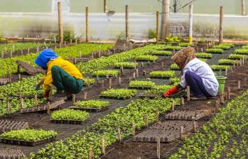 Este año, a través las aseguradoras, se han emitido 83.655 pólizas, de las cuales el 99% han sido para pequeños productores. Foto: Camilo Suárez 