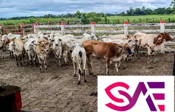 Las bitácoras clínicas individuales de los equinos hallados en las fincas detallaron la muerte y desnutrición grave de equinos en distintas fincas del país. FOTO Cortesía 