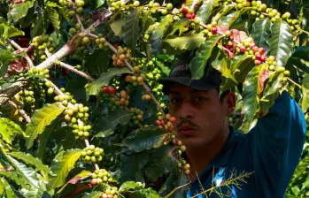 Día Internacional del Café. FOTO MANUEL SALDARRIAGA