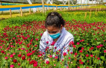 En total, según el Ministerio de Agricultura, se espera apoyar con esta iniciativa a 34.700 familias productoras. Foto: Camilo Suárez 
