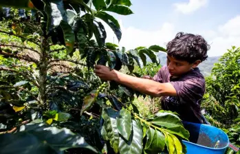 Las temperaturas por encima de 30 °C están impactando la producción de café en países como Colombia y Brasil. FOTO: JULIO CÉSAR HERRERA