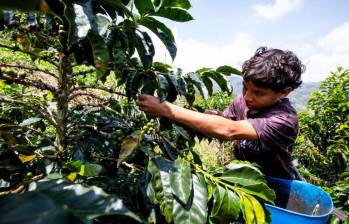 El sector exportador advierte que las altas temperaturas y el déficit de lluvias podrían afectar la producción de algunos de los principales productos agrícolas del país. FOTO EL COLOMBIANO