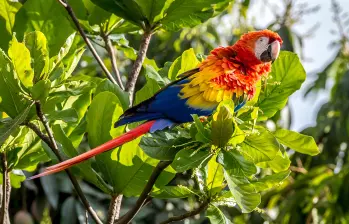 Las aves más afectadas son las guacamayas, loros, pericos, lechuzas, búhos, mirlas, torcazas y garzas. FOTO: Juan Antonio Sánchez