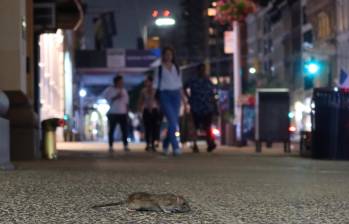 En Nueva York, las ratas viven en los túneles del metro y se alimentan de las sobras y desperdicios. Los habitantes de la ciudad se encuentran alarmados por el tamaño de los roedores FOTOS GETTY