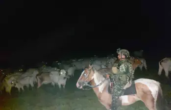 Ganado que fue robado a un empresario en Arauca. Foto: FF. MM