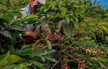 Precio interno del café por fin cede, luego de escalar por tercera jornada consecutiva. FOTO Juan Antonio Sánchez