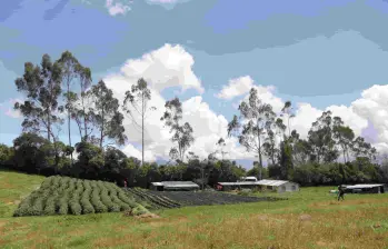 El Gobierno busca adquirir los predios rurales en las zonas priorizadas para la reforma agraria. Foto: Colprensa
