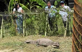 El cocodrilo de 2.67 metros completamente desarrollado, vivía en el patio de una casa en Palmira Valle del Cauca. FOTO: Cortesía