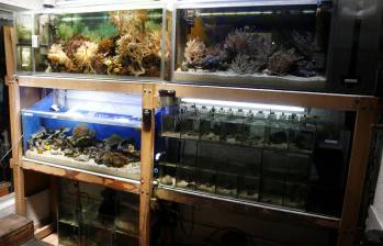 Imagen de referencia de una incautación de fauna marina silvestre. Foto: El Colombiano