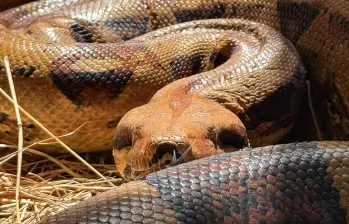Una de las serpientes rescatadas por el Área Metropolitana. FOTO: Cortesía