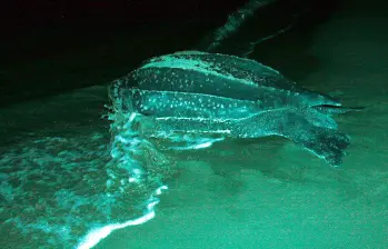 Tortuga Caná visitando una de las playas del Urabá antioqueño. FOTO: Archivo EL COLOMBIANO