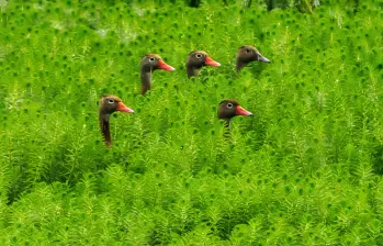 Los patos silbadores, una de las especies que depende de la buena salud de estos humedales. FOTO: CAMILO SUÁREZ
