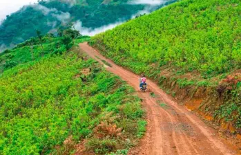 Solo entre 2023 y 2024 se sumaron más de 7.815 hectáreas de cultivos de coca, según datos de ONU citados por la la Defensoría del Pueblo. Foto: El Colombiano