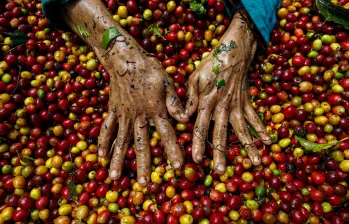 Producción de café en Colombia creció 43% en junio, pero el semestre sigue en rojo. FOTO MANUEL SALDARRIAGA. 