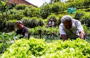 El agro fue uno de los jalonadores del crecimiento del PIB de Colombia en el primer trimestre de 2025. FOTO JULIO CÉSAR HERRERA