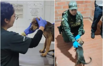 El perrito, de nombre Jack, fue puesto bajo custodia y valorado por personal veterinario. FOTO: Cortesía Policía