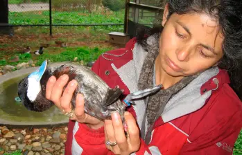 Patricia Brennan es una bióloga colombiana e investigadora en el Mount Holyoke College. Sus trabajos han puesto el foco en la sexualidad de los animales FOTO cortesía patricia Brennan