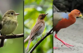El Mosquero Crestinaranja, el Solitario Ocre y la Cotara Cuellirrufa fueron las tres especies de aves avistadas por primera vez en la historia o desde hace muchos años en Antioquia. Foto: cortesía.