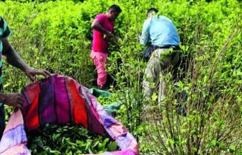 La idea presentada por Rendón consiste en utilizar drones para aplicar glifosato directamente sobre los cultivos de coca, mediante una modalidad de aspersión terrestre focalizada. FOTO Manuel Saldarriaga. 