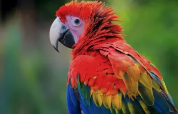 No todos los casos de tráfico o tenencia ilegal necesariamente terminan en manos de las autoridades, por lo que el número de ejemplares retirados del medio natural podría ser mayor. FOTO Corantioquia. 