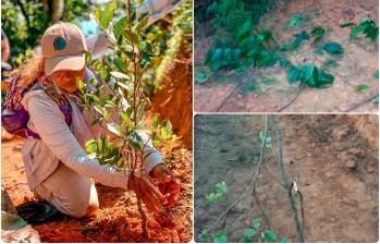 Las plantas aparecieron dañadas poco después de que el pasado 6 de diciembre se realizara una sembratón en el cerro Loma Hermosa. FOTOS: Cortesía