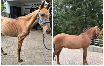 El antes y el ahora de Vencedor, el equino que fue hallado en una de las vías del municipio de Rionegro con graves afectaciones de salud. FOTO Cortesía Alcaldía de Rionegro. 
