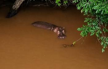 Según la tutela, el ejemplar se encuentra a unos cuatro kilómetros aguas arriba de la desembocadura del río Nare en el Magdalena, dentro de un corredor navegable usado tanto por comunidades ribereñas como por rutas oficiales de transporte escolar. FOTO Cortesía. 