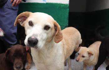 Aún más de 300 animales “viejitos” de La Perla siguen sin encontrar una familia. Foto: Alcaldía de Medellín. 