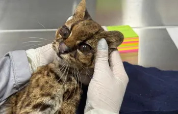 El tigrillo ya se encuentro bajo monitoreo por expertos del CAVR del Área Metropolitana del Valle de Aburrá. FOTO X Federico Gutiérrez.